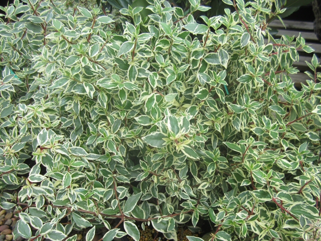 Abelia grandiflora 'Variegata'