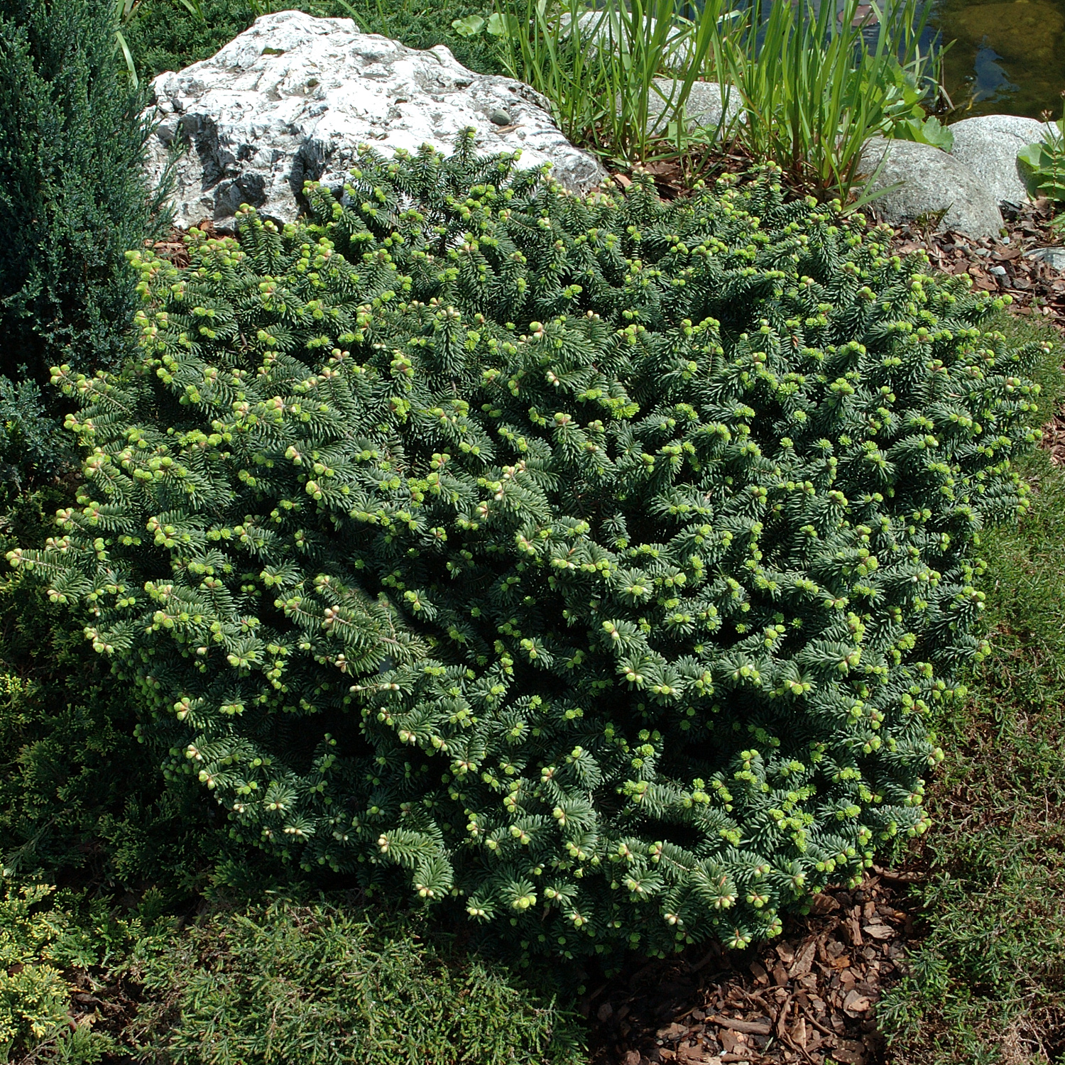 Abies balsamea 'Nana'