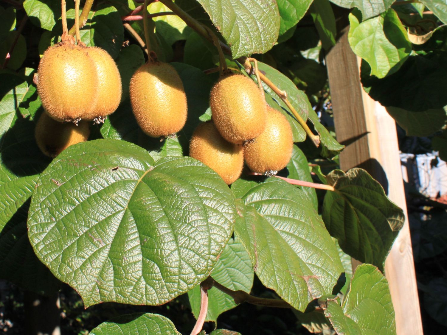 Kiwi - Actinidia deliciosa 'Jenny'