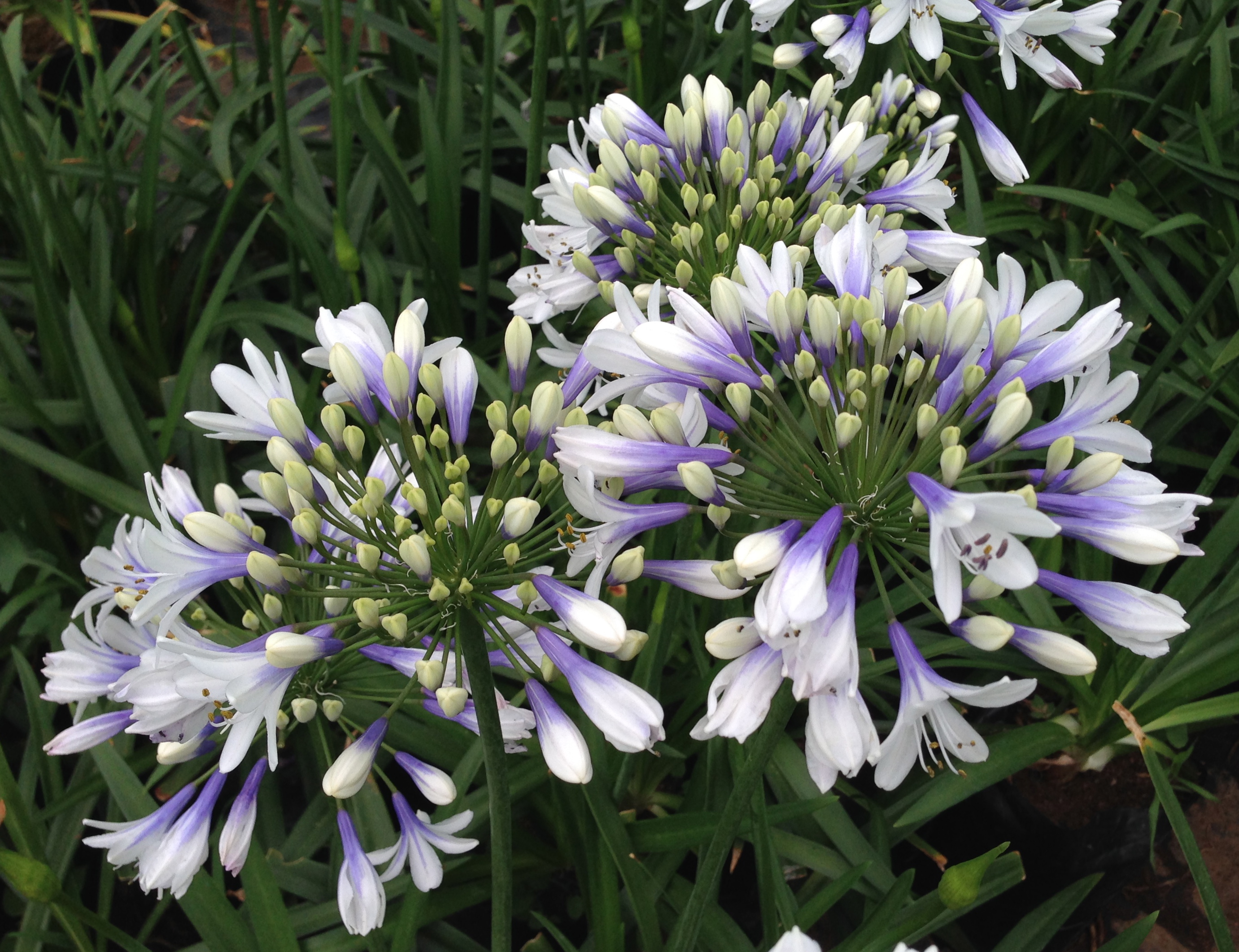 Agapanthus hybrid Twister™ ('AMBIC001') 