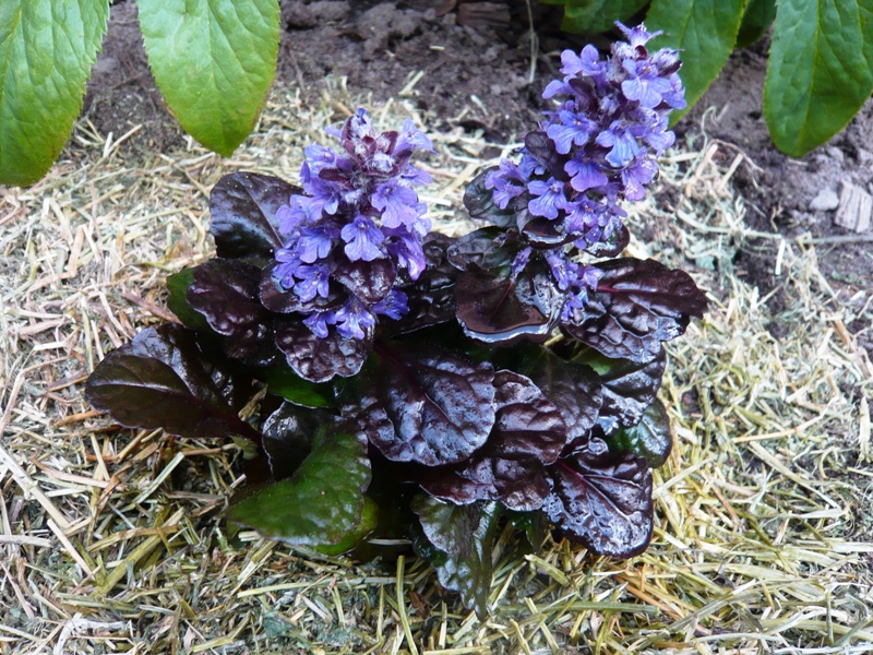 Ajuga reptans Black Scallop ('Binblasca')