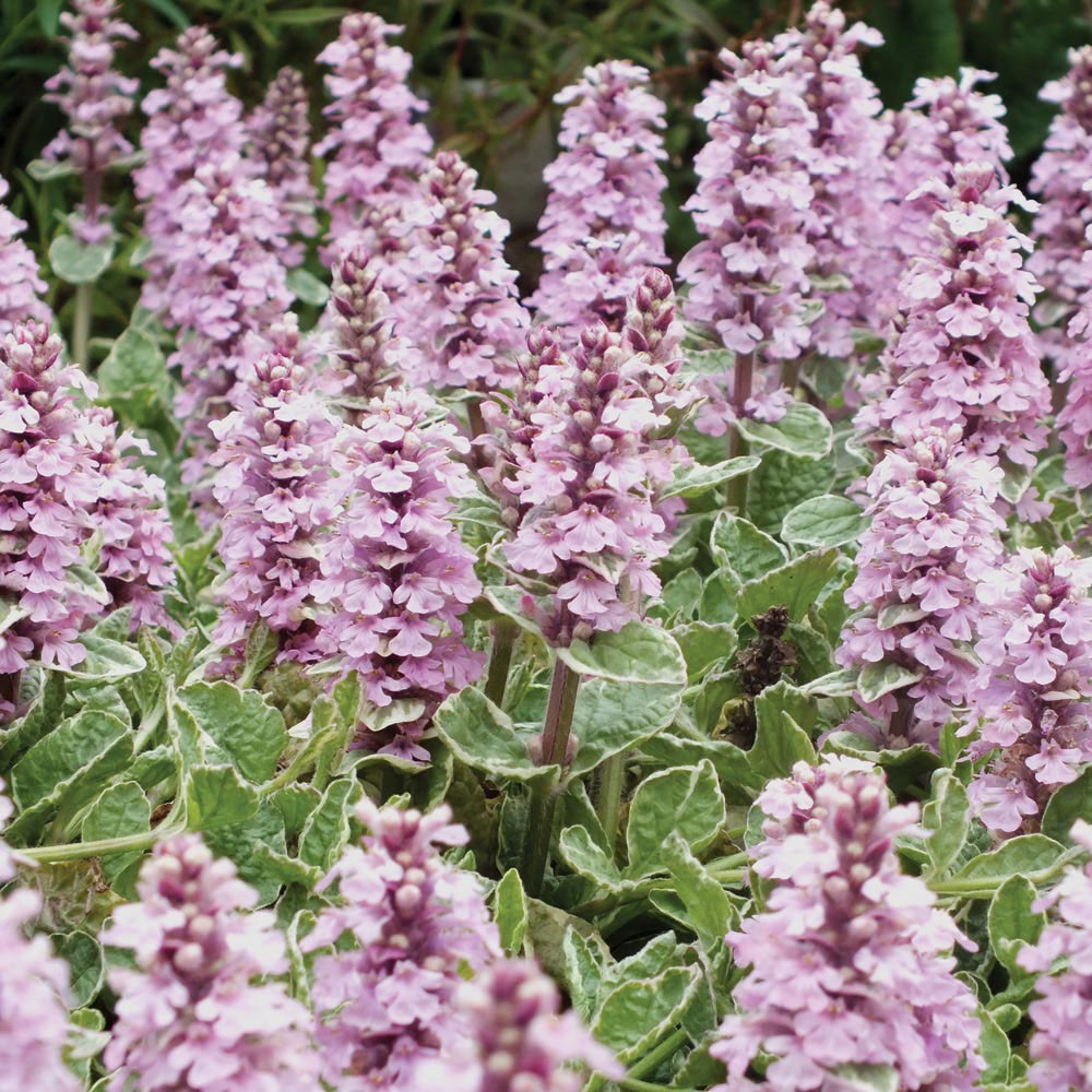 Ajuga reptans 'Pink Lightning' 