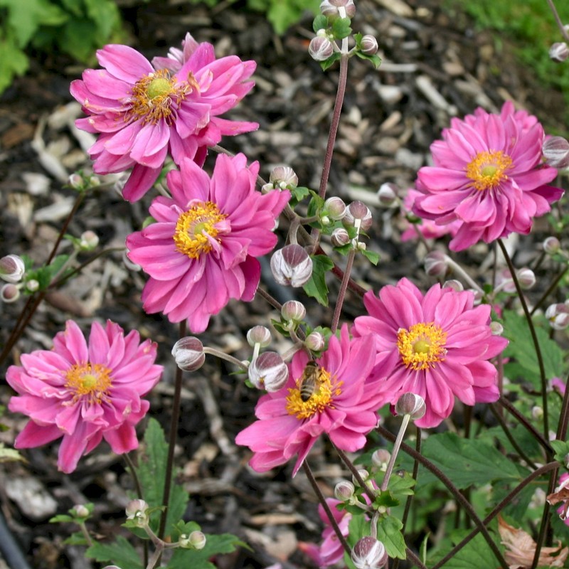 Anemone hupehensis var. japonica  'Pamina'