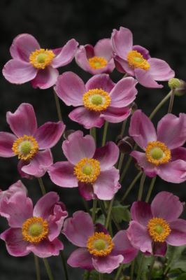 Anemone hybrid Pink Cloud™ ('PKAN')