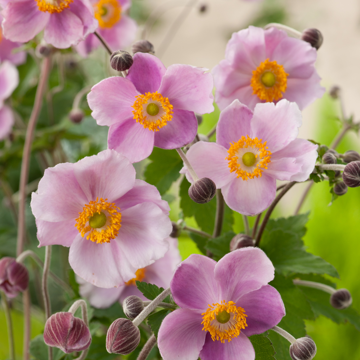 Anemone hybrid 'September Charm'