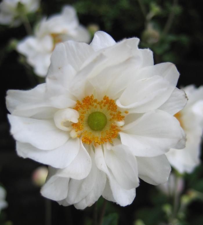 Anemone hybrid 'Whirlwind'