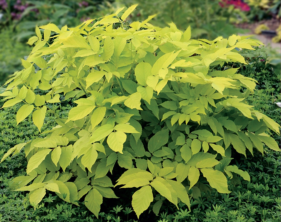 Aralia cordata 'Sun King'