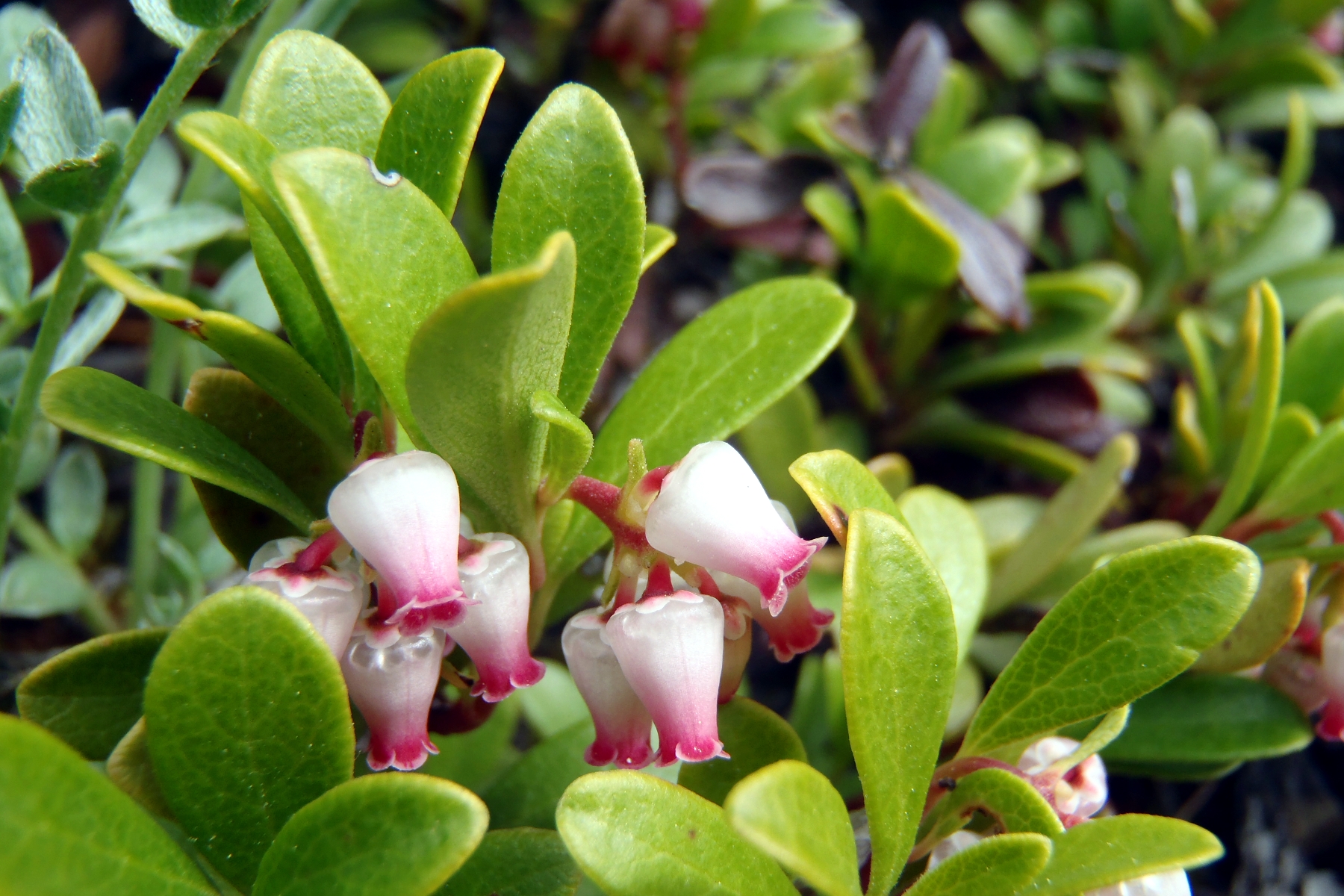 Arctostaphylos uva-ursi