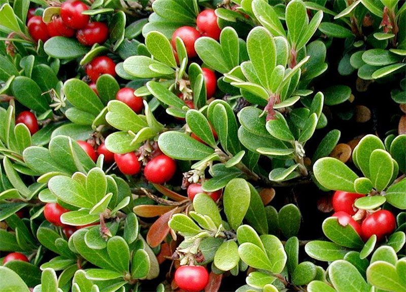 Arctostaphylos uva-ursi 'Massachusetts'