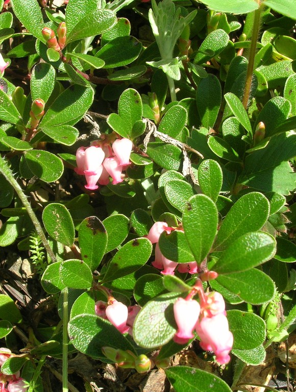 Arctostaphylos uva-ursi 'Vancouver Jade'