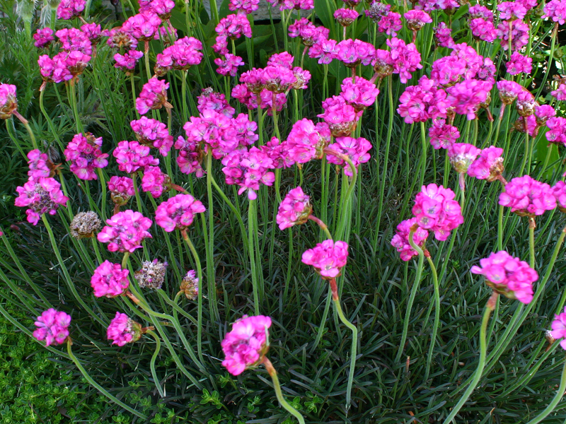 Armeria maritima 'Rubrifolia'