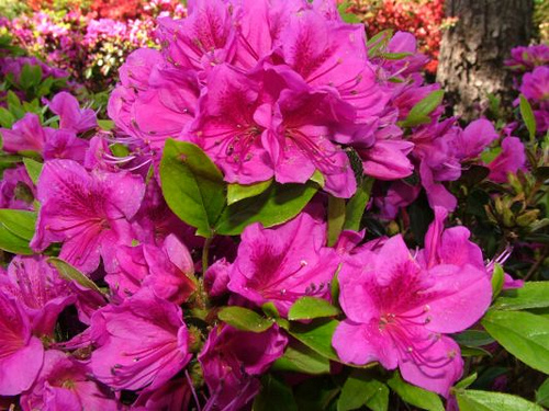 Azalea hybrid 'Girard's Purple'