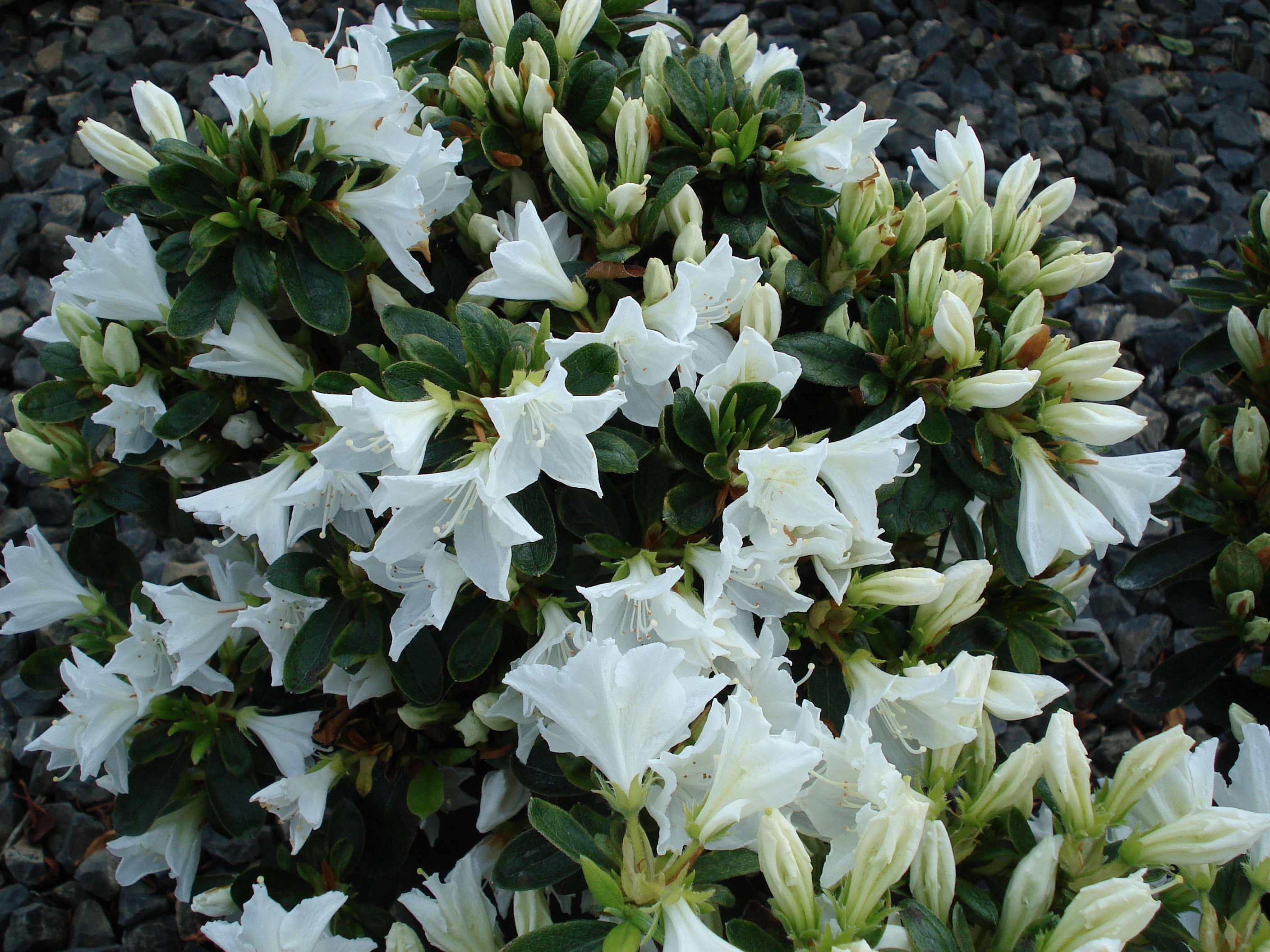 Azalea hybrid 'Hino White'