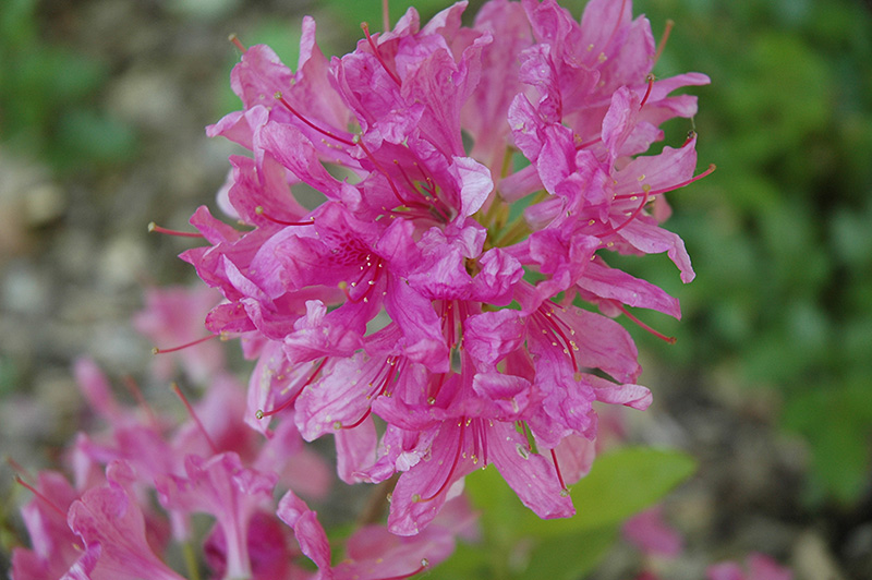 Azalea hybrid 'Lilac Lights'