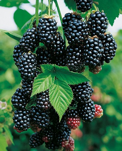 Blackberry - Rubus fruticosus 'Black Satin'