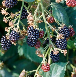Blackberry - Rubus fruticosus 'Loch Ness'