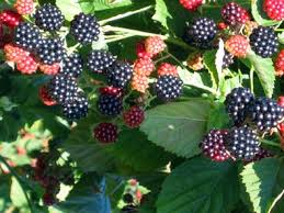 Blackberry - Rubus fruticosus 'Navaho'