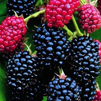 Blackberry - Rubus hybrid 'Darrow'