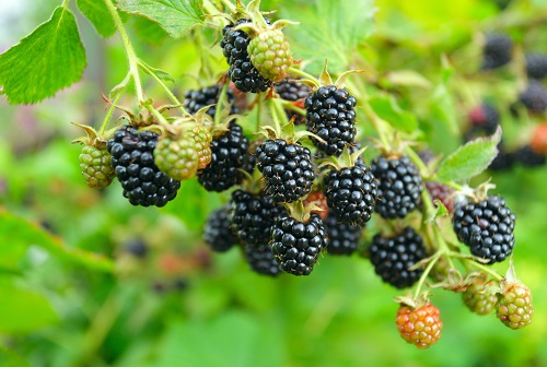 Blackberry - Rubus hybrid 'Triple Crown'