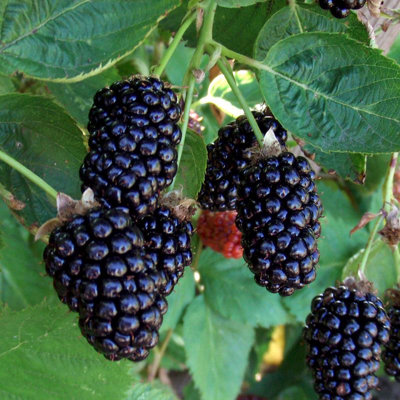 Blackberry - Rubus idaeus 'Marionberry'