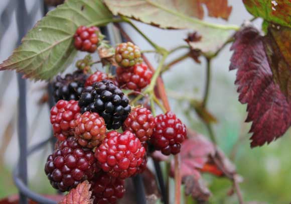 Boysenberry -  Rubus ursinus x idaeus