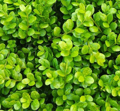 Buxus hybrid 'Green Gem'