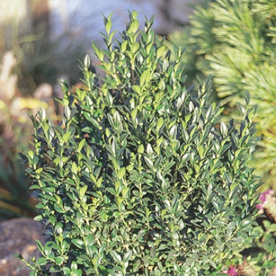 Buxus hybrid 'Green Ice'