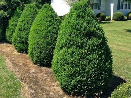 Buxus hybrid 'Green Mountain'