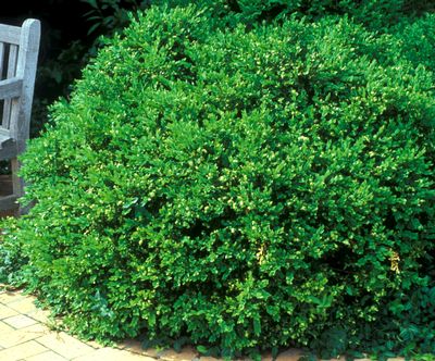 Buxus hybrid 'Green Velvet'