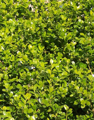 Buxus microphylla 'Faulkner'