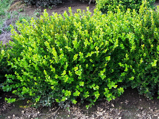 Buxus microphylla 'Winter Gem'