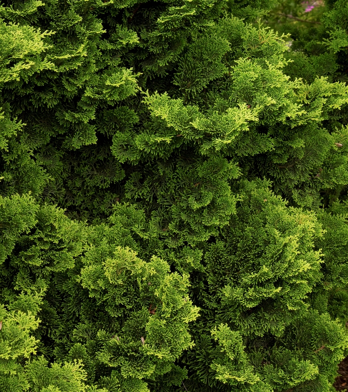 Chamaecyparis obtusa 'Tempelhof'