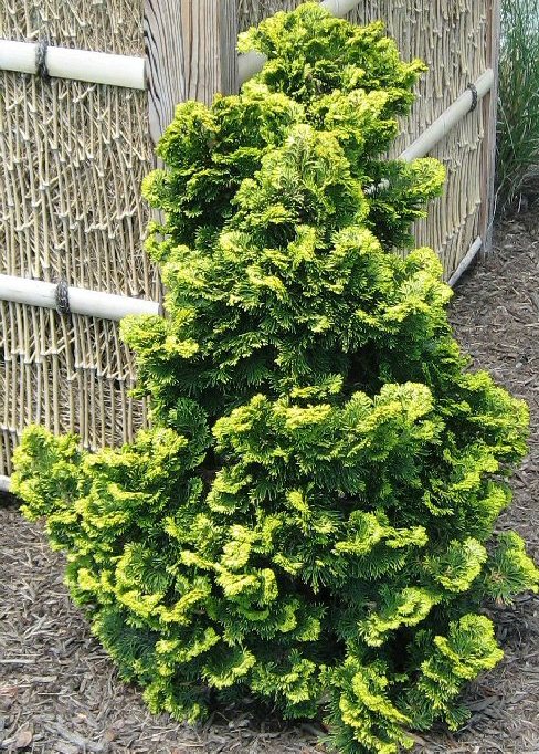 Chamaecyparis obtusa 'Verdoni'