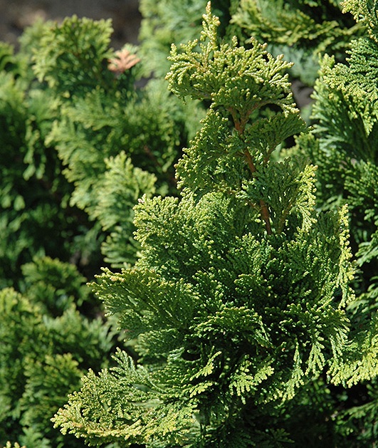 Chamaecyparis obtusa 'Well's Special'