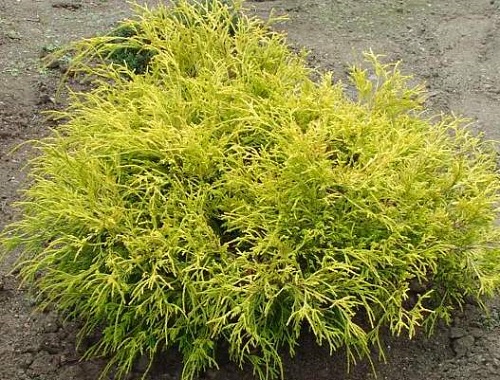 Chamaecyparis pisifera 'Golden Mop'