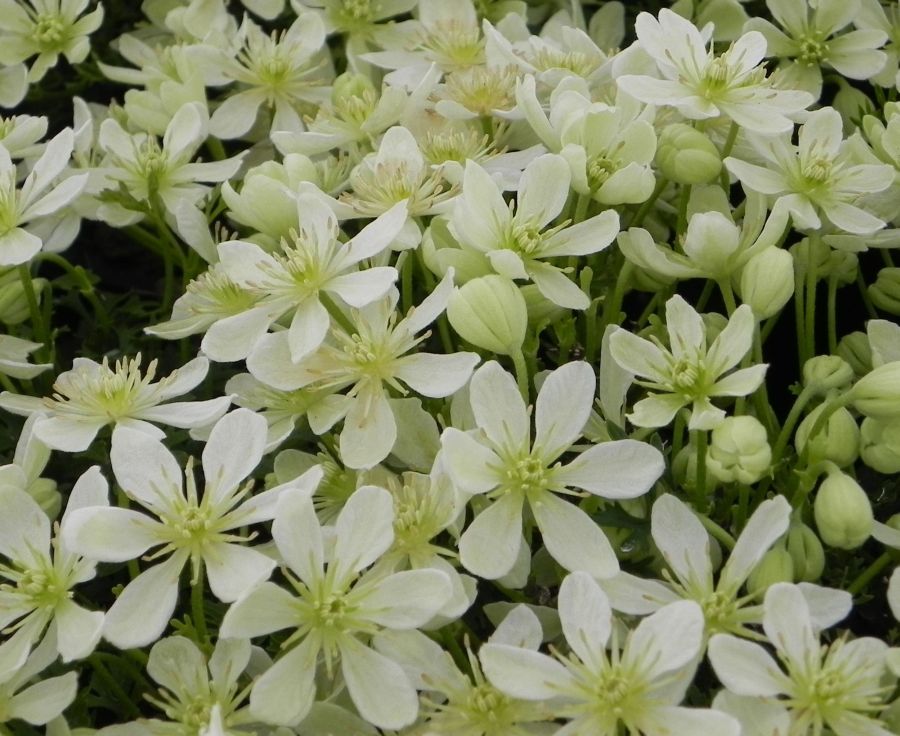 Clematis hybrid 'Emerald Dream'