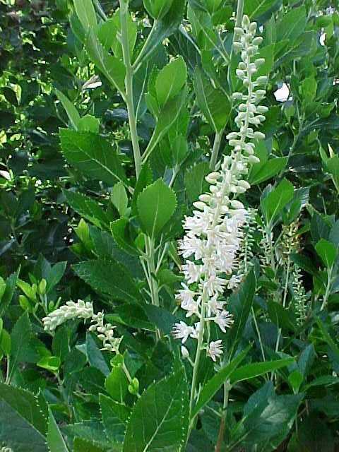 Clethra alnifolia 'Hummingbird'