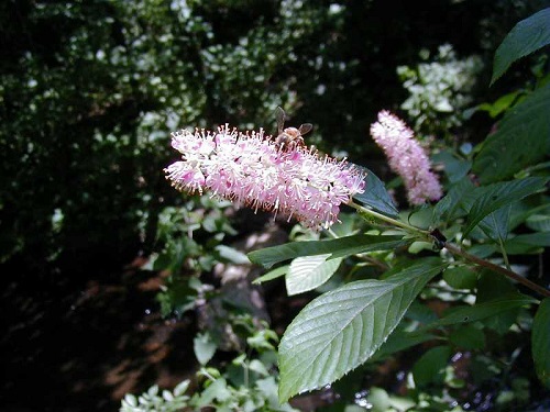 Clethra alnifolia 'Ruby Spice'