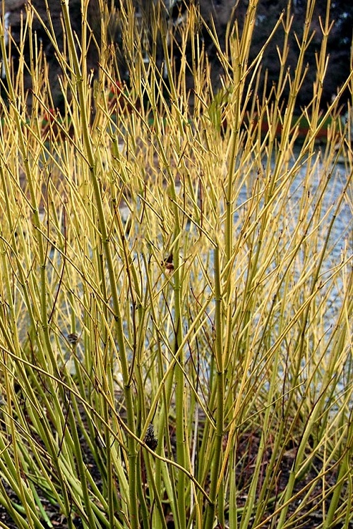 Cornus alba 'Bud's Yellow'