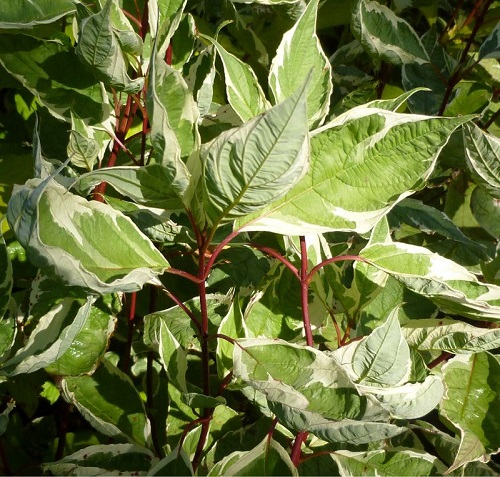 Cornus alba 'Elegantissima'