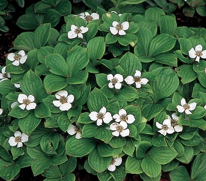 Cornus canadensis