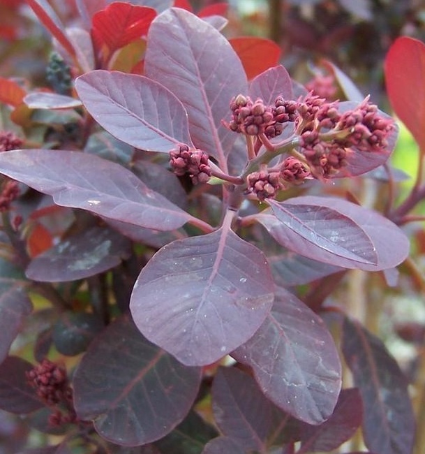 Cotinus coggygria 'Royal Purple'