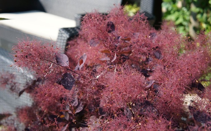 Cotinus coggygria Dusky Maiden ('LONDUS') PPAF