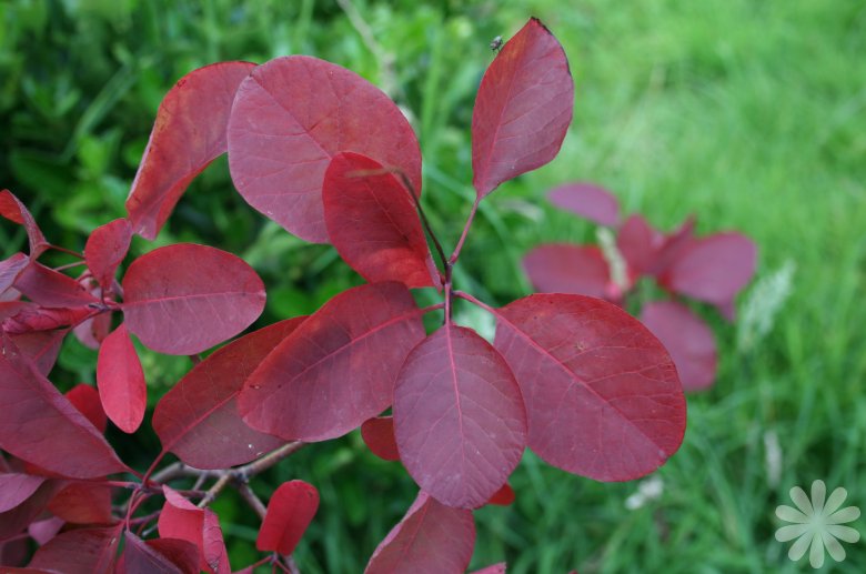 Cotinus hybrid 'Grace'