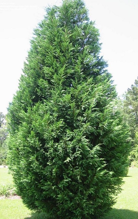 Cupressocyparis leylandii