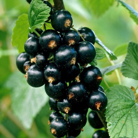 Currant - Ribes nigrum 'Ben Nevis'