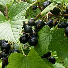 Currant - Ribes nigrum 'Consort'