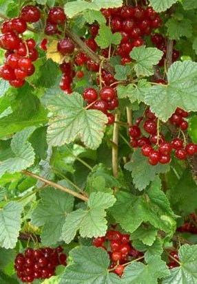 Currant - Ribes rubrum 'Red Lake'