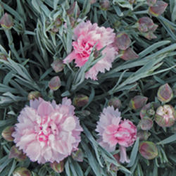 Dianthus hybrid 'Scent First Candy Floss'