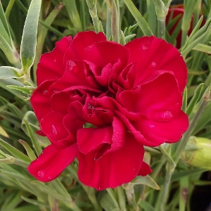 Dianthus hybrid 'Scent First Passion'